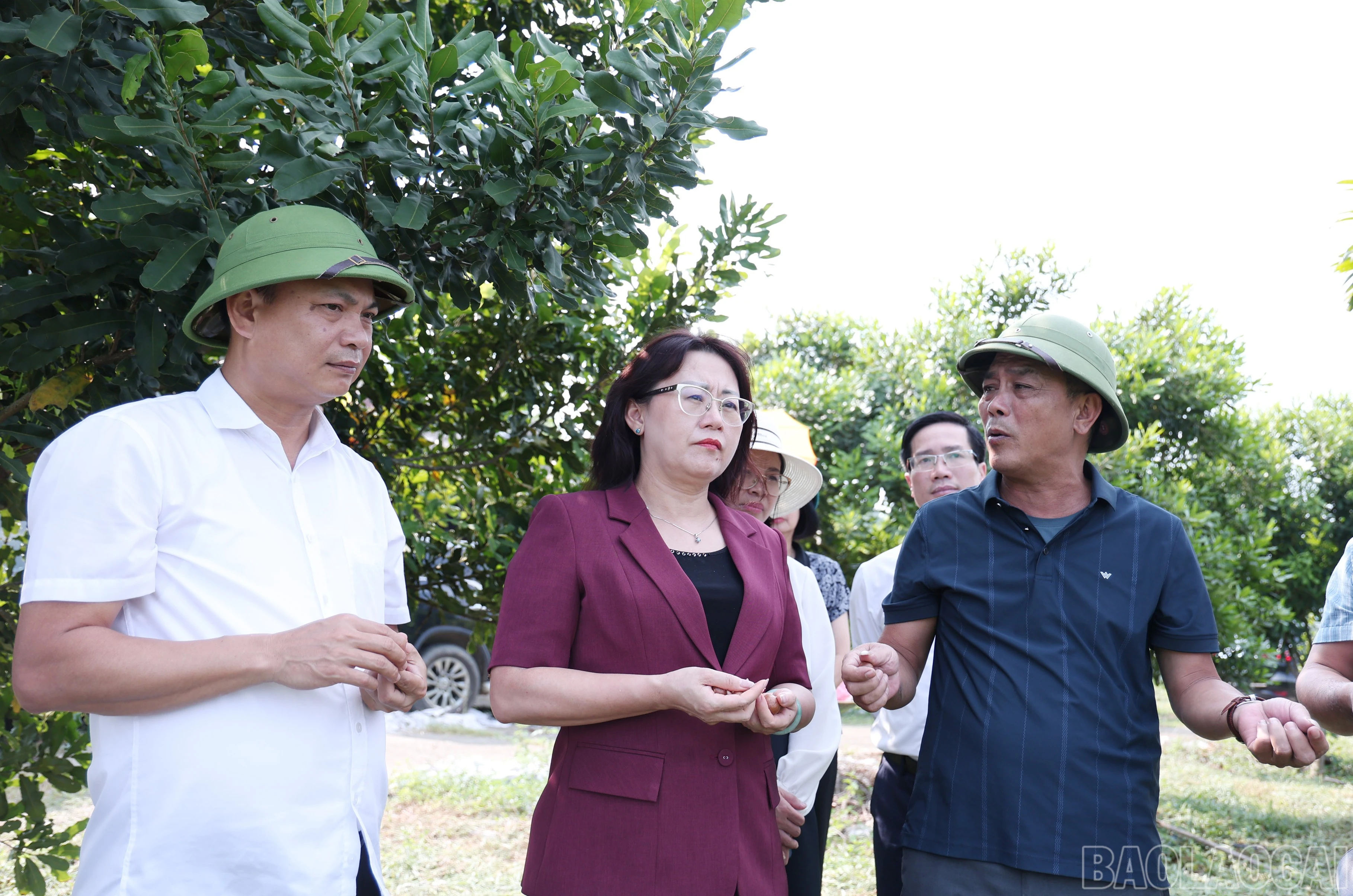 baolaocai-br_img-9753.jpg