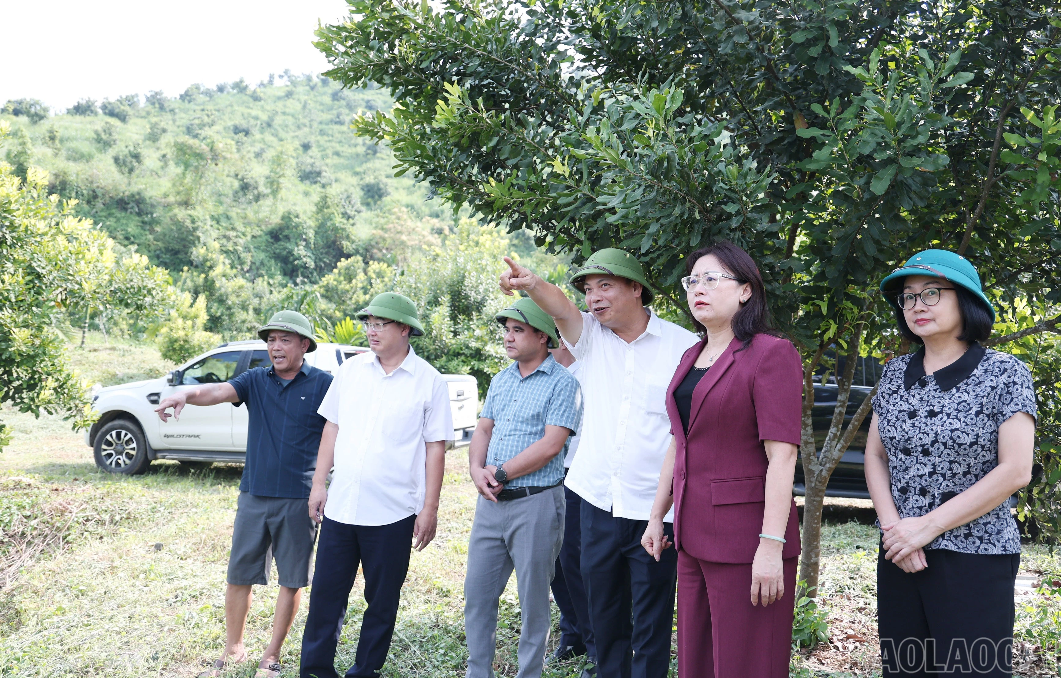baolaocai-br_img-9673.jpg