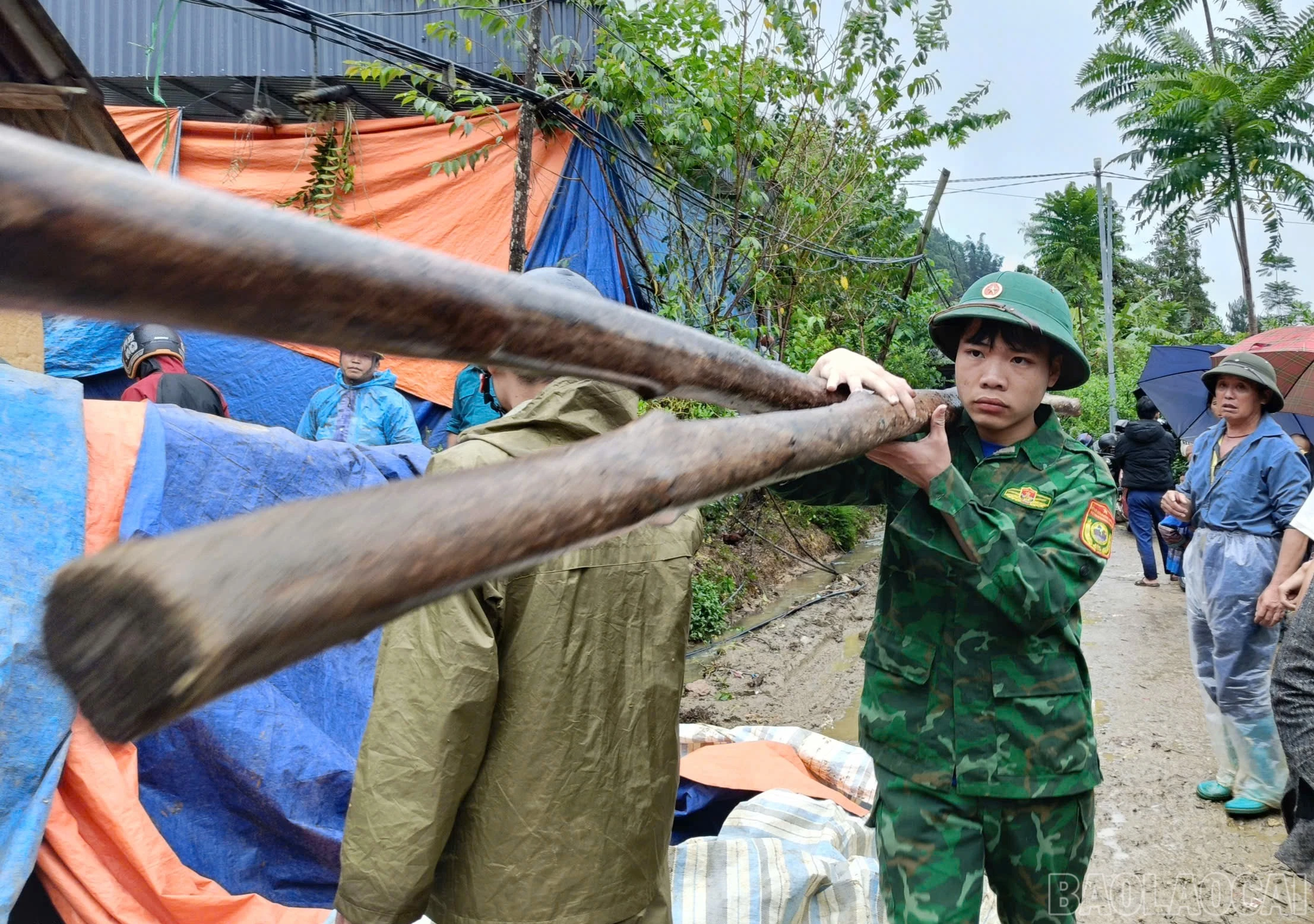 baolaocai-br_345.jpg