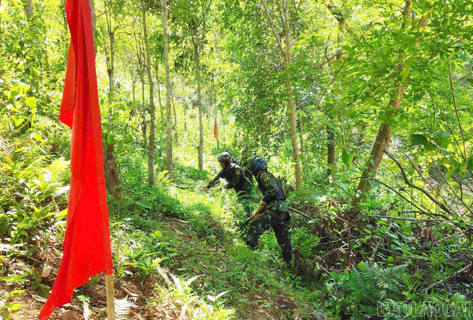 baolaocai-br_567.jpg