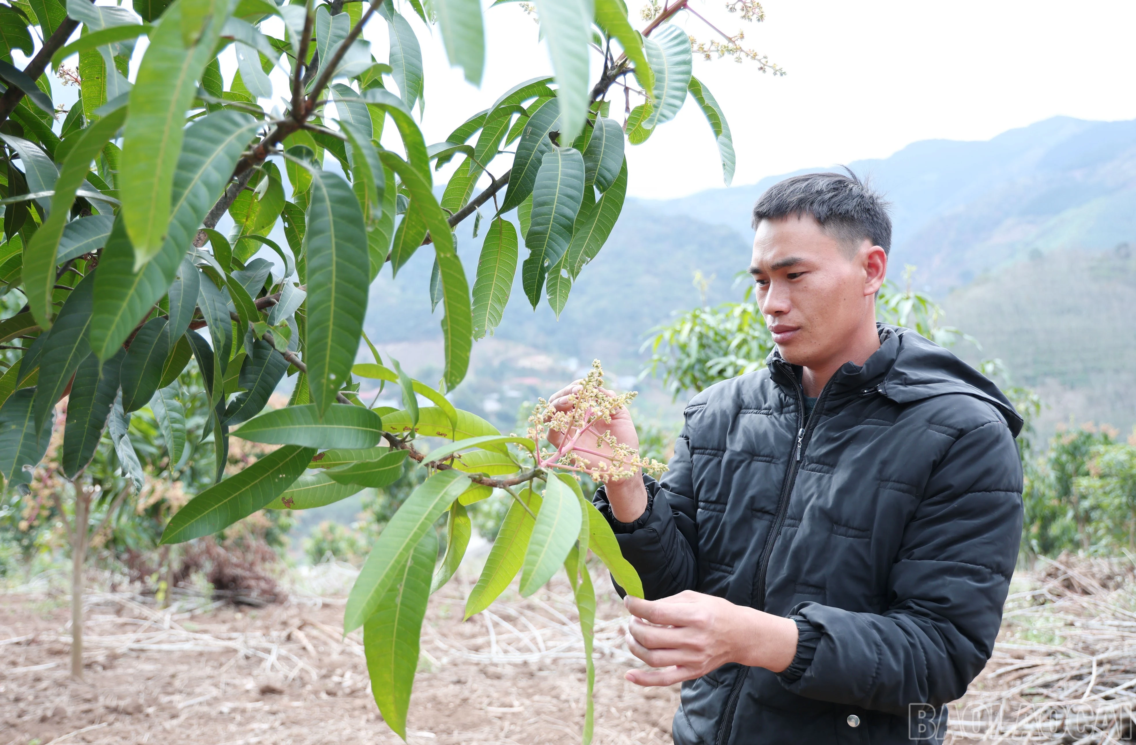 baolaocai-br_img-9578.jpg