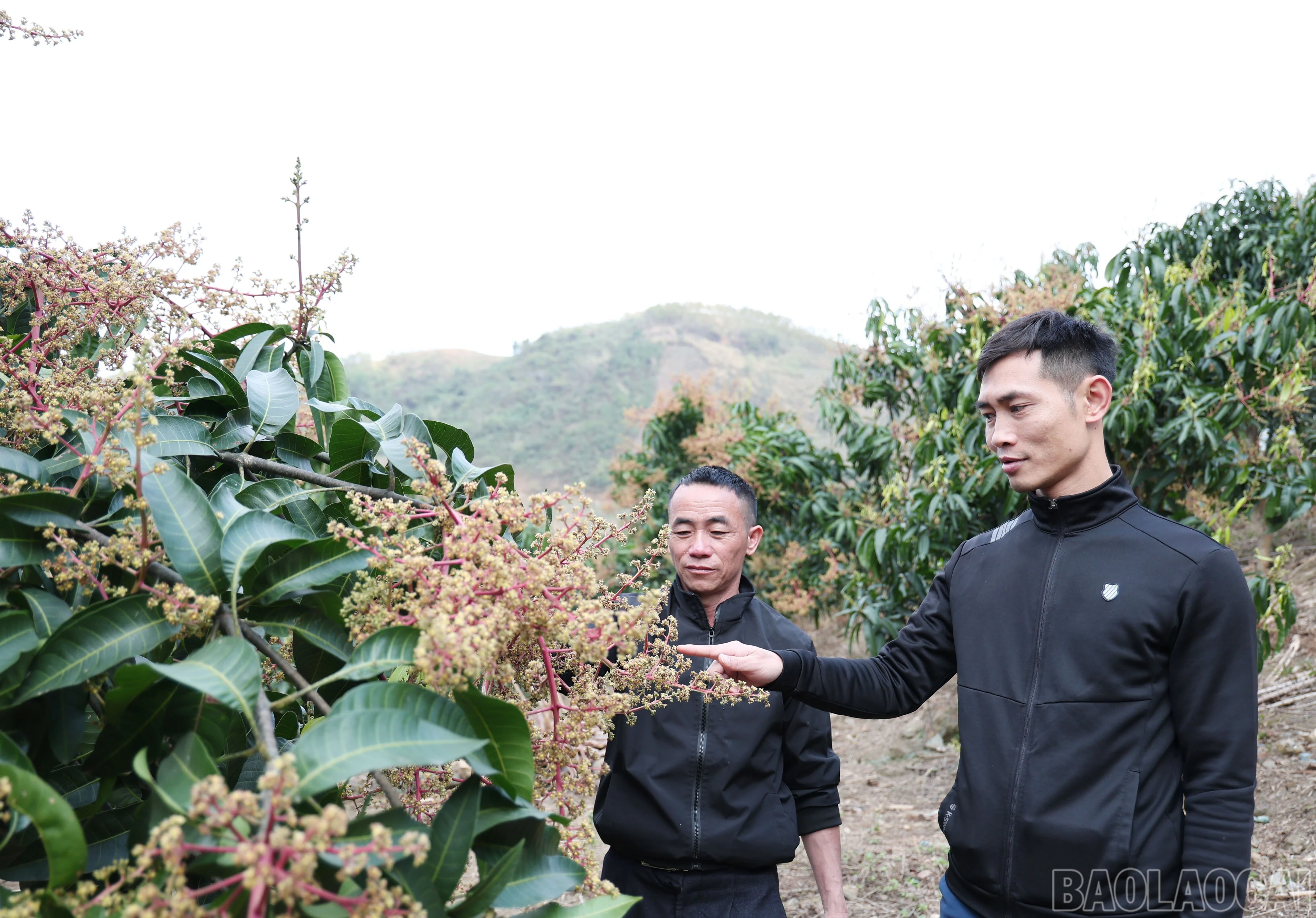baolaocai-br_img-9611.jpg