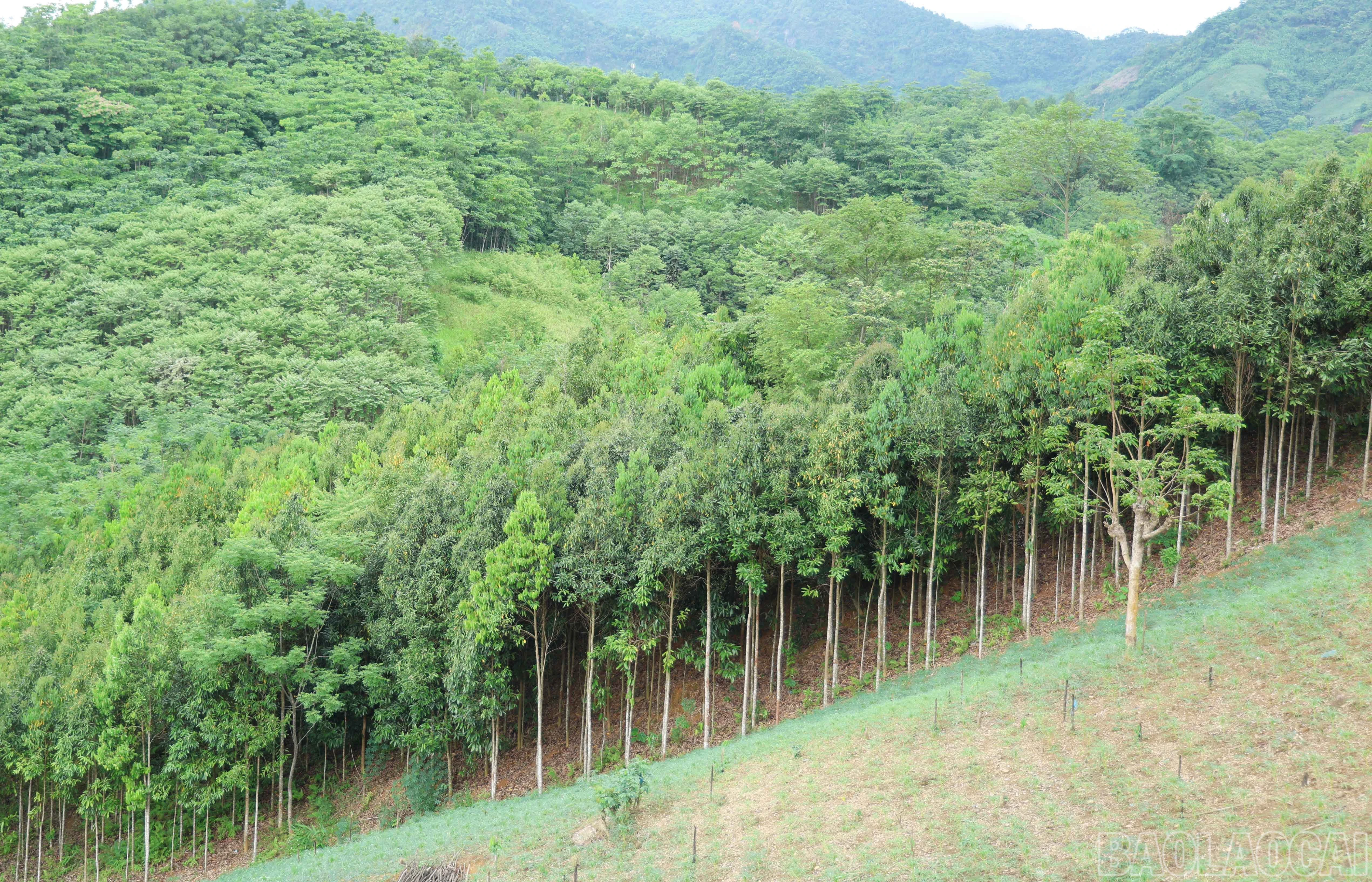 baolaocai-br_5763.jpg