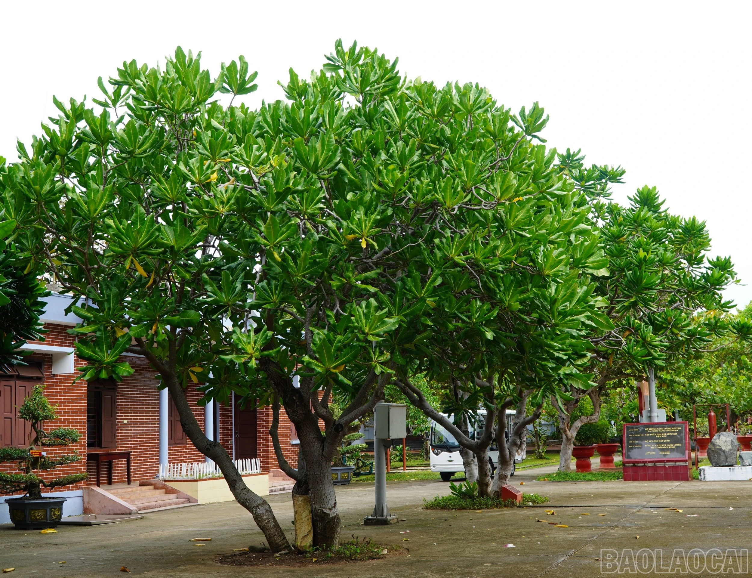 baolaocai-br_3hang-cay-sau-cot-moc-chu-quyen-tren-dao-truong-sa.jpg