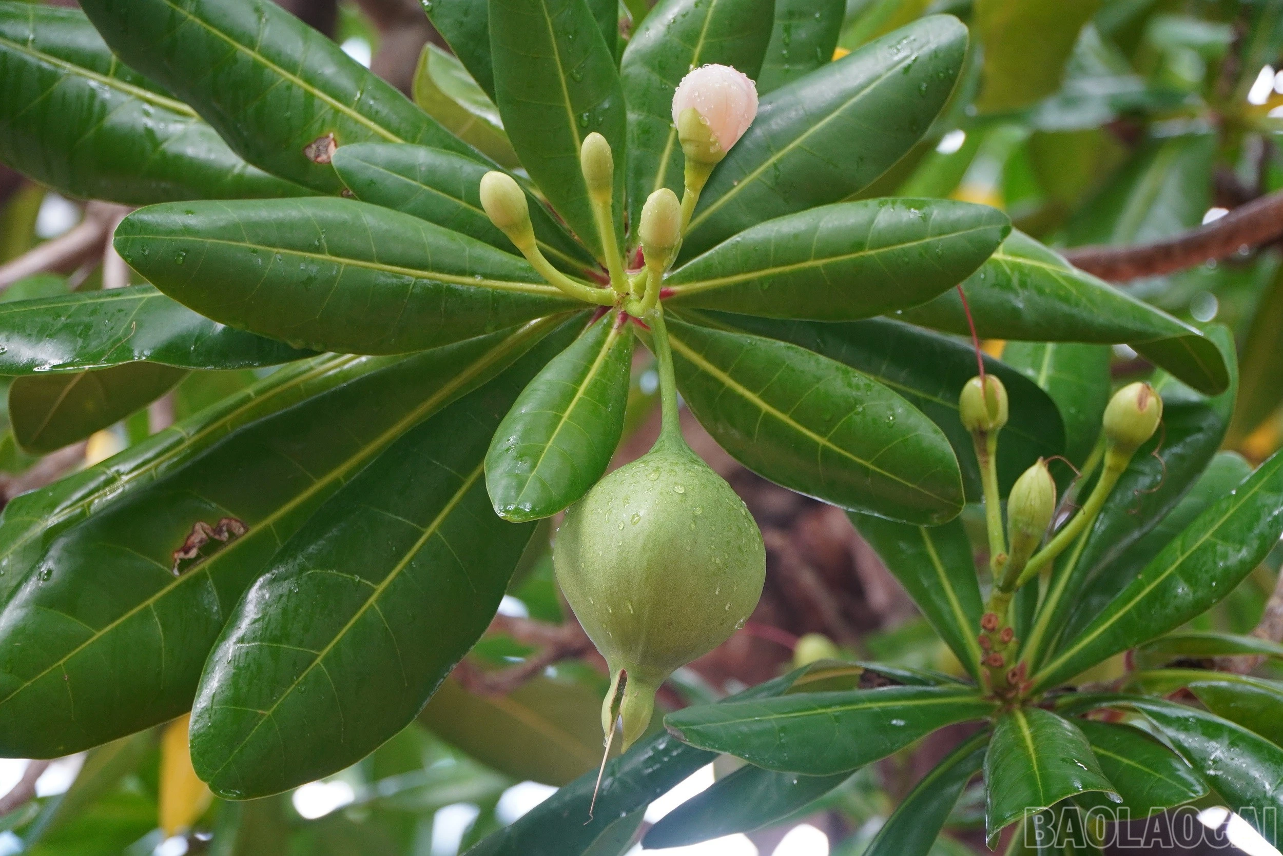 baolaocai-br_4hoa-va-qua-bang-vuong-3.jpg