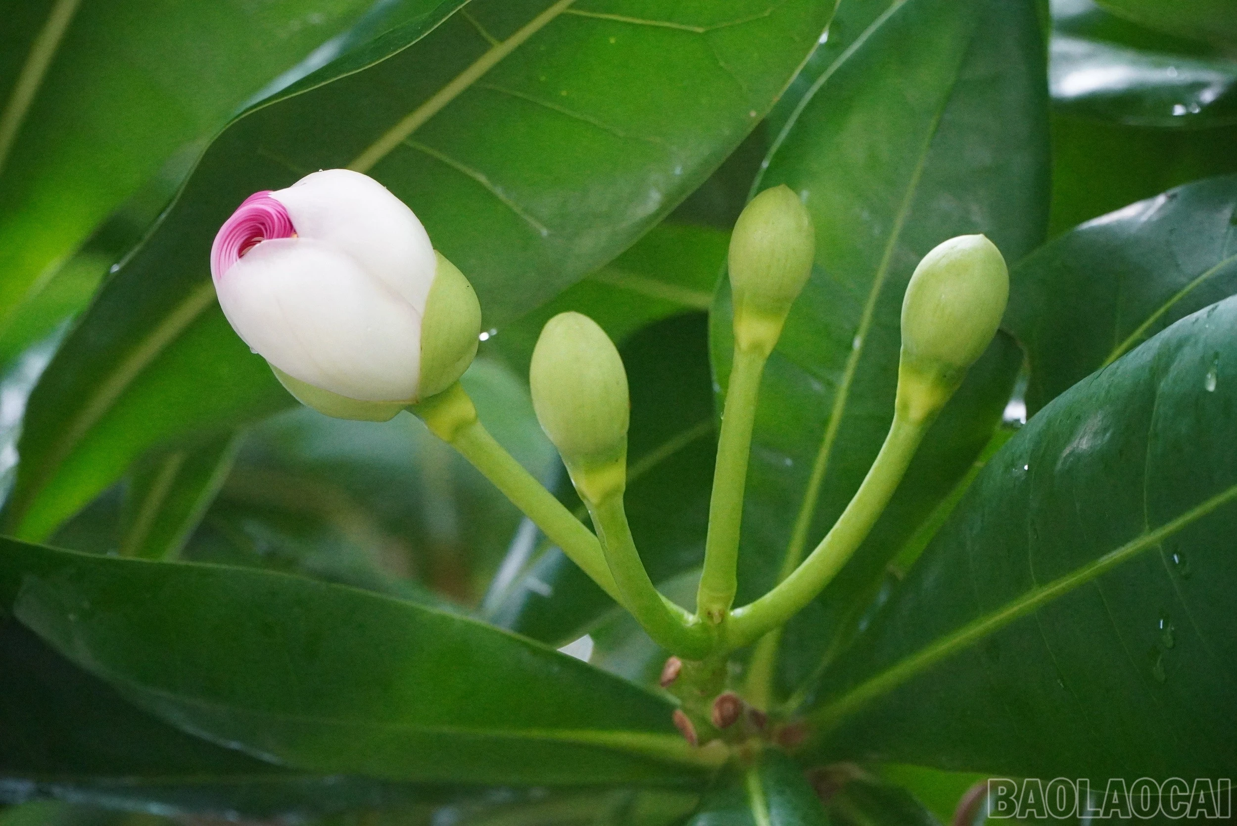 baolaocai-br_4hoa-va-qua-bang-vuong-1.jpg