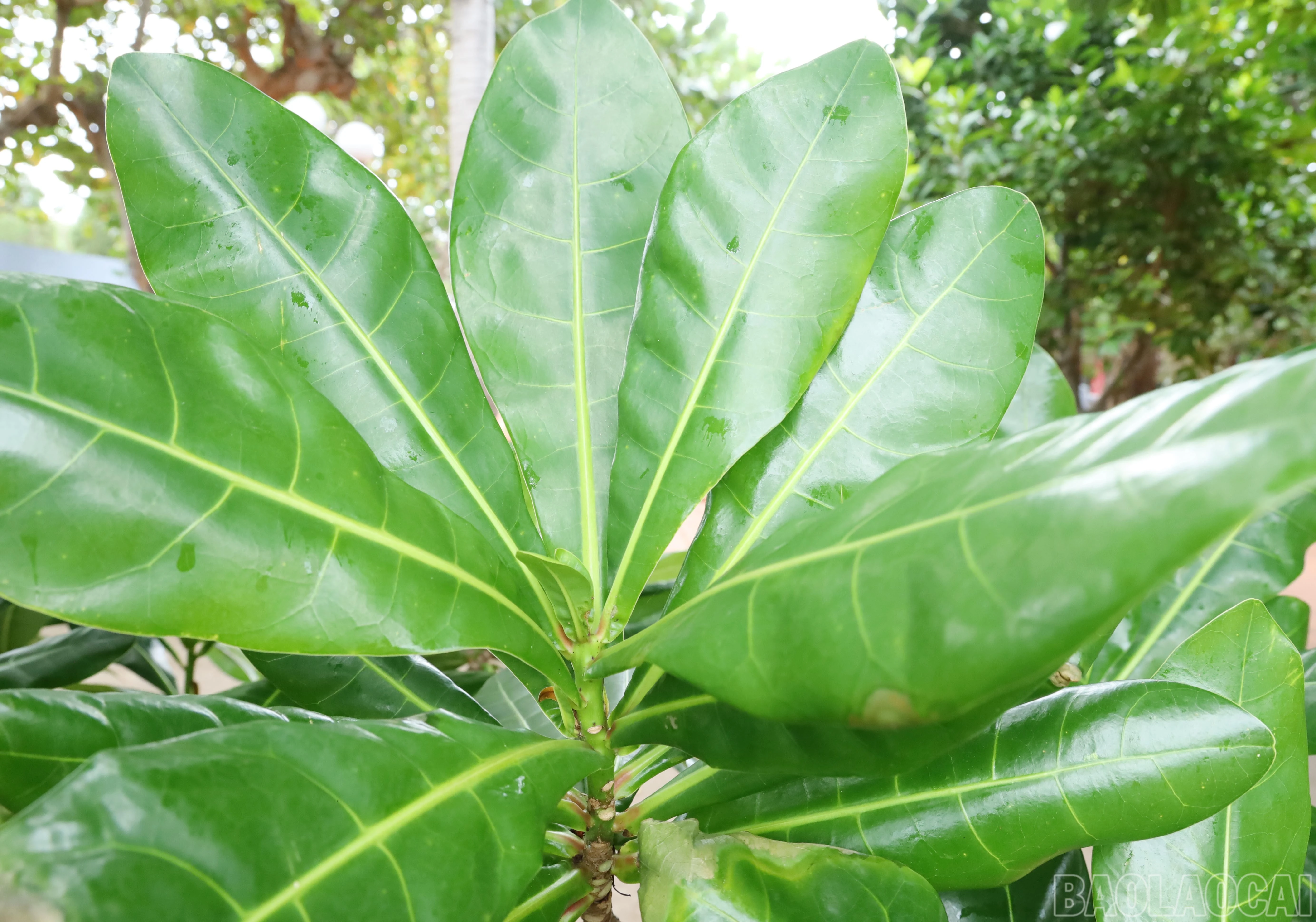 baolaocai-br_8670.jpg