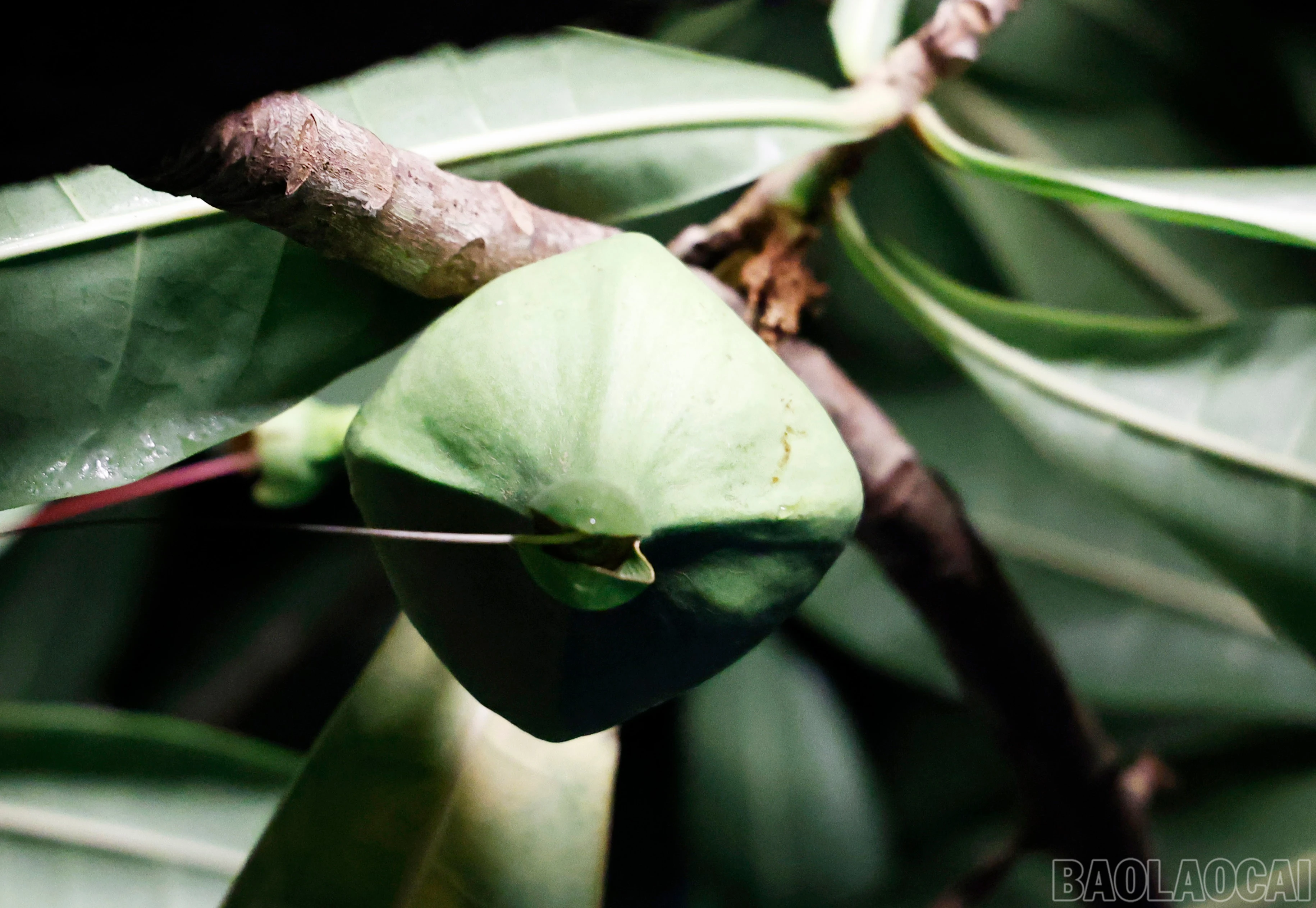 baolaocai-br_8658.jpg