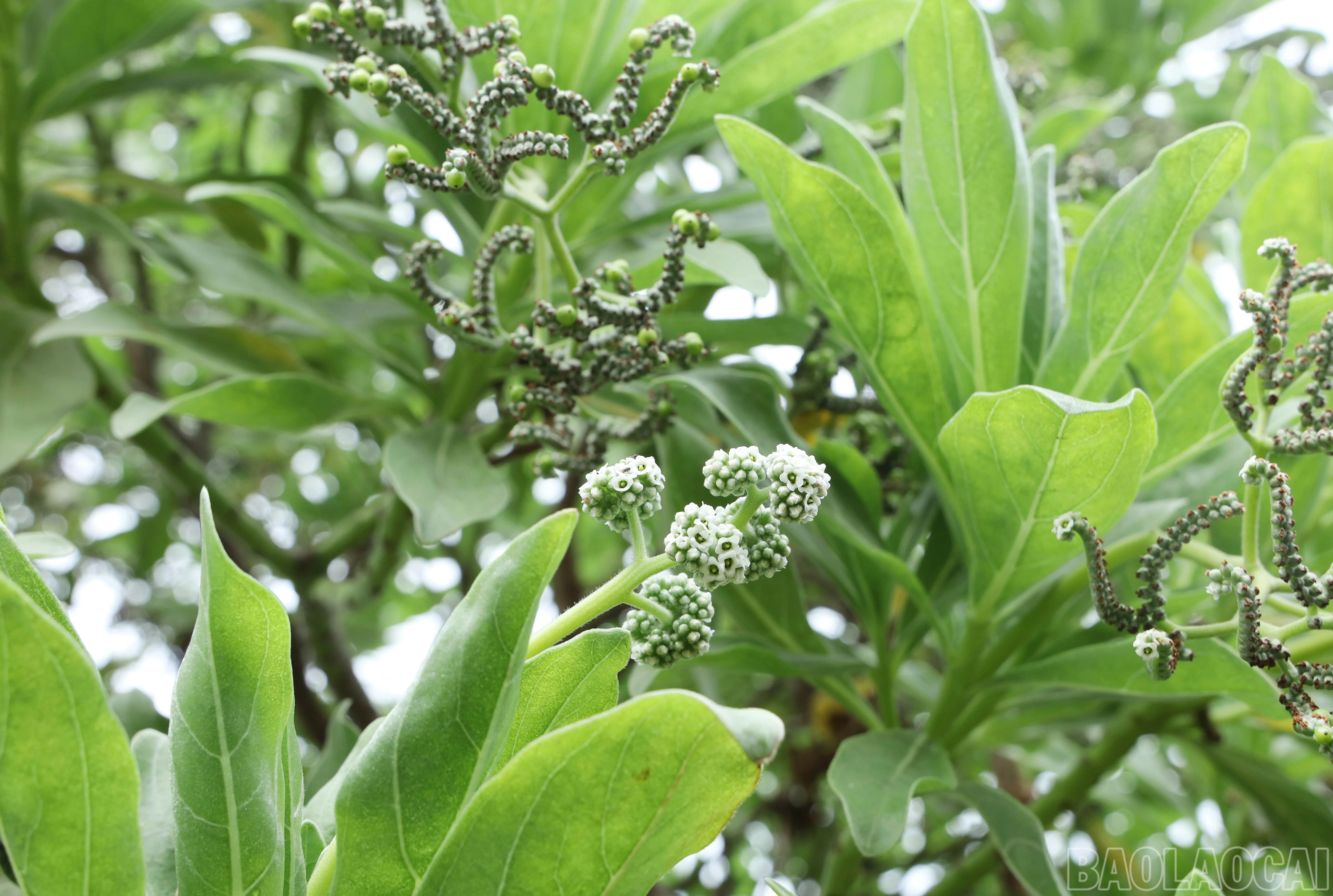 baolaocai-br_8888.jpg