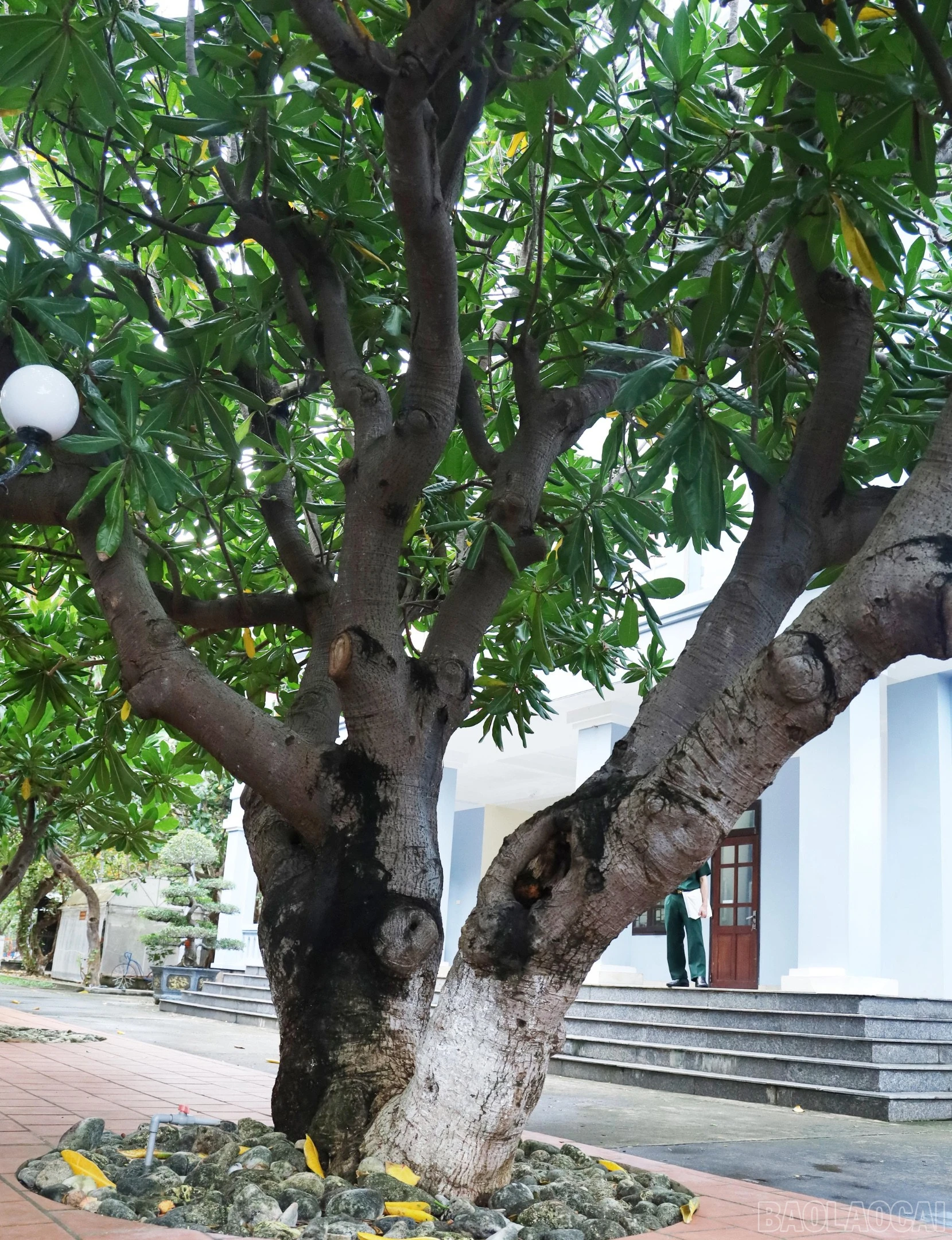 baolaocai-br_11.jpg