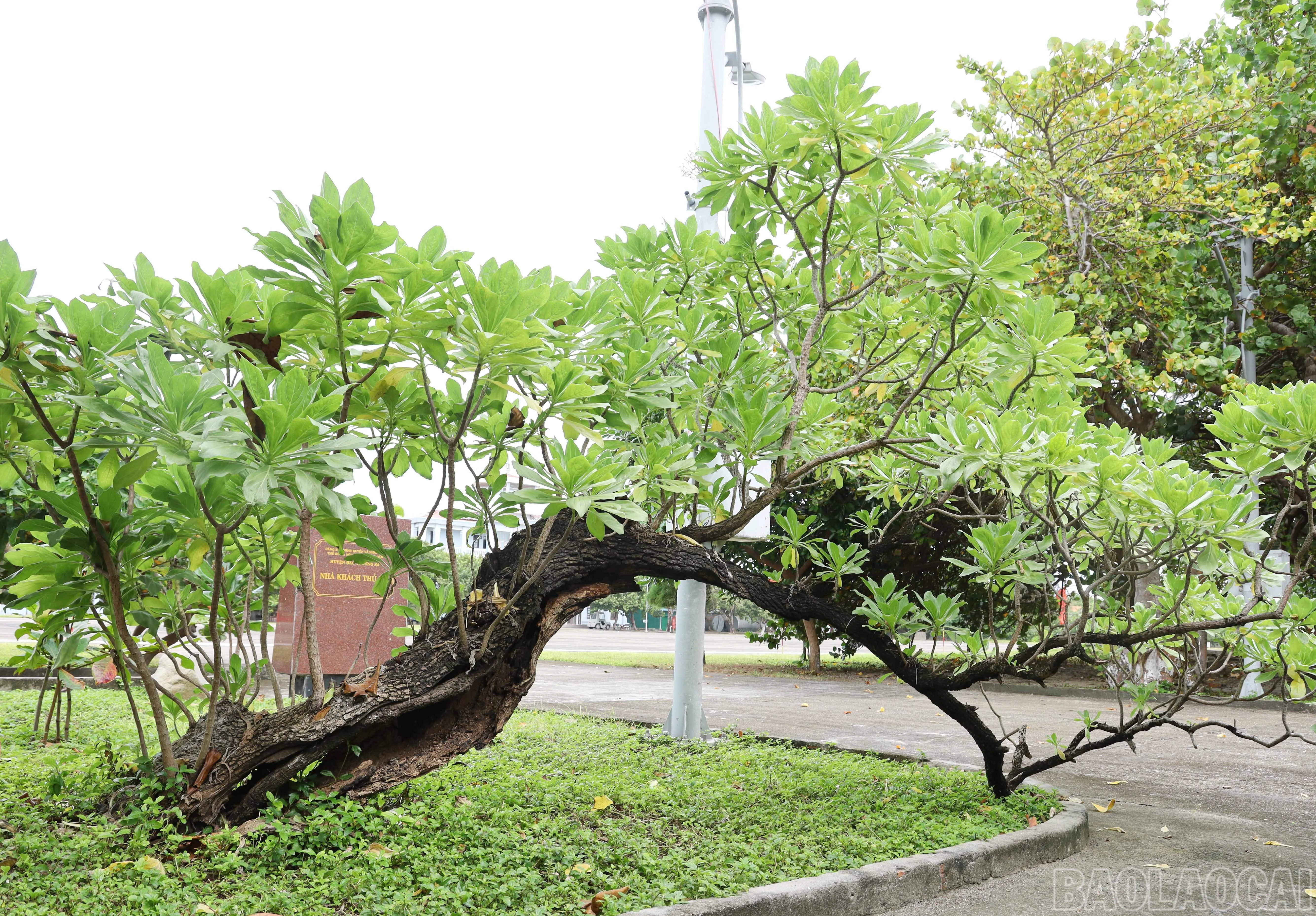 baolaocai-br_8827.jpg