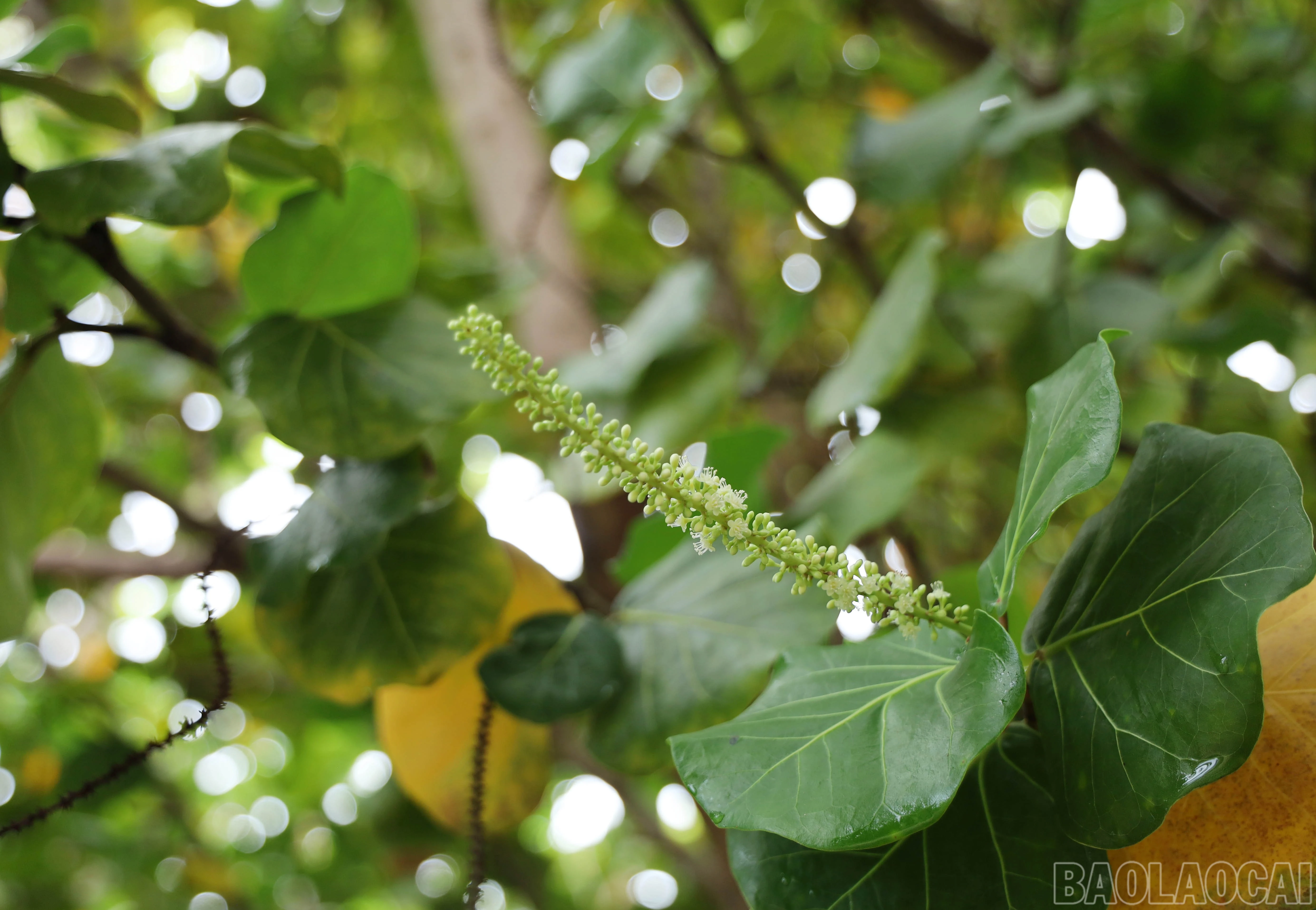 baolaocai-br_8898.jpg