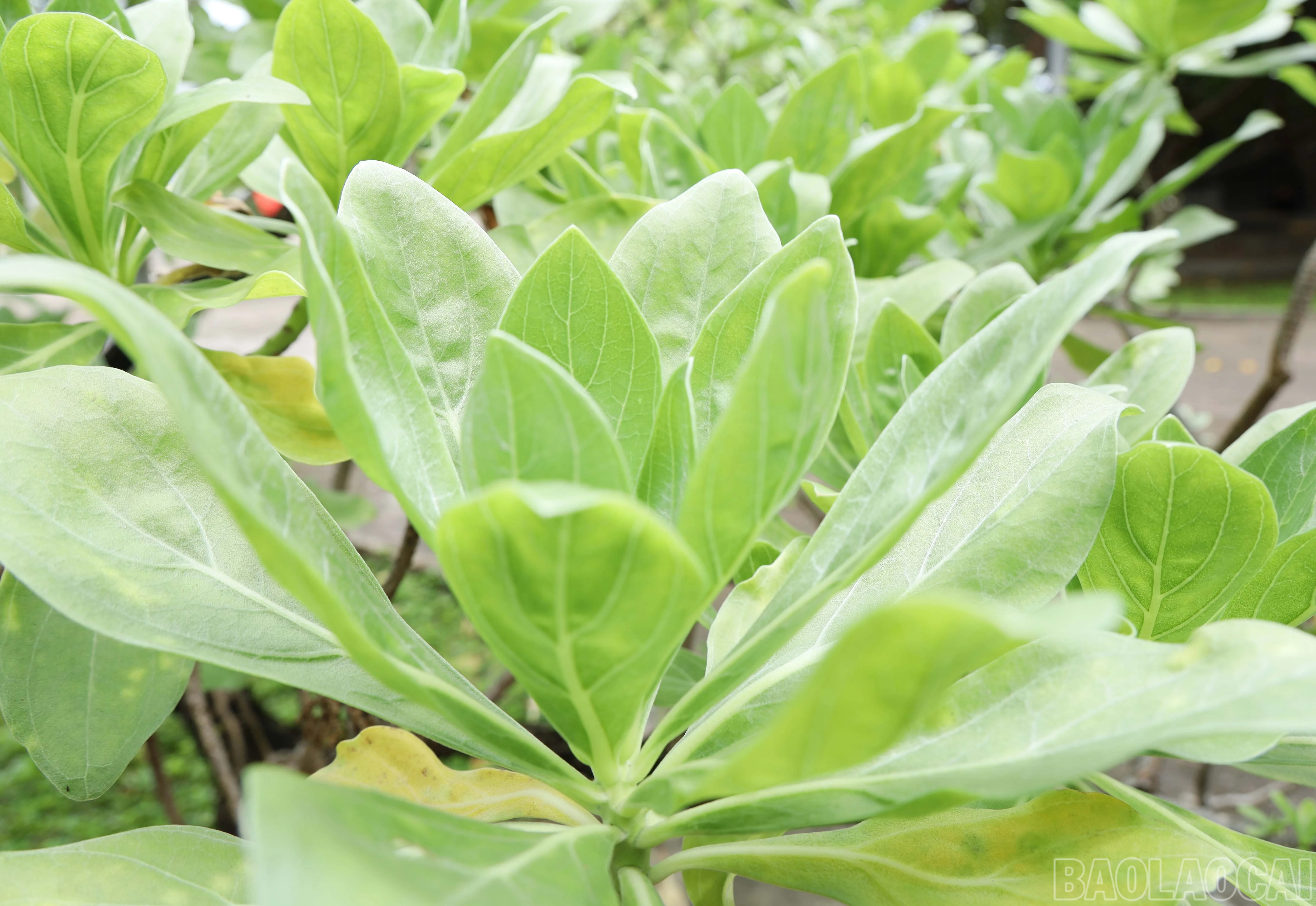baolaocai-br_8828.jpg