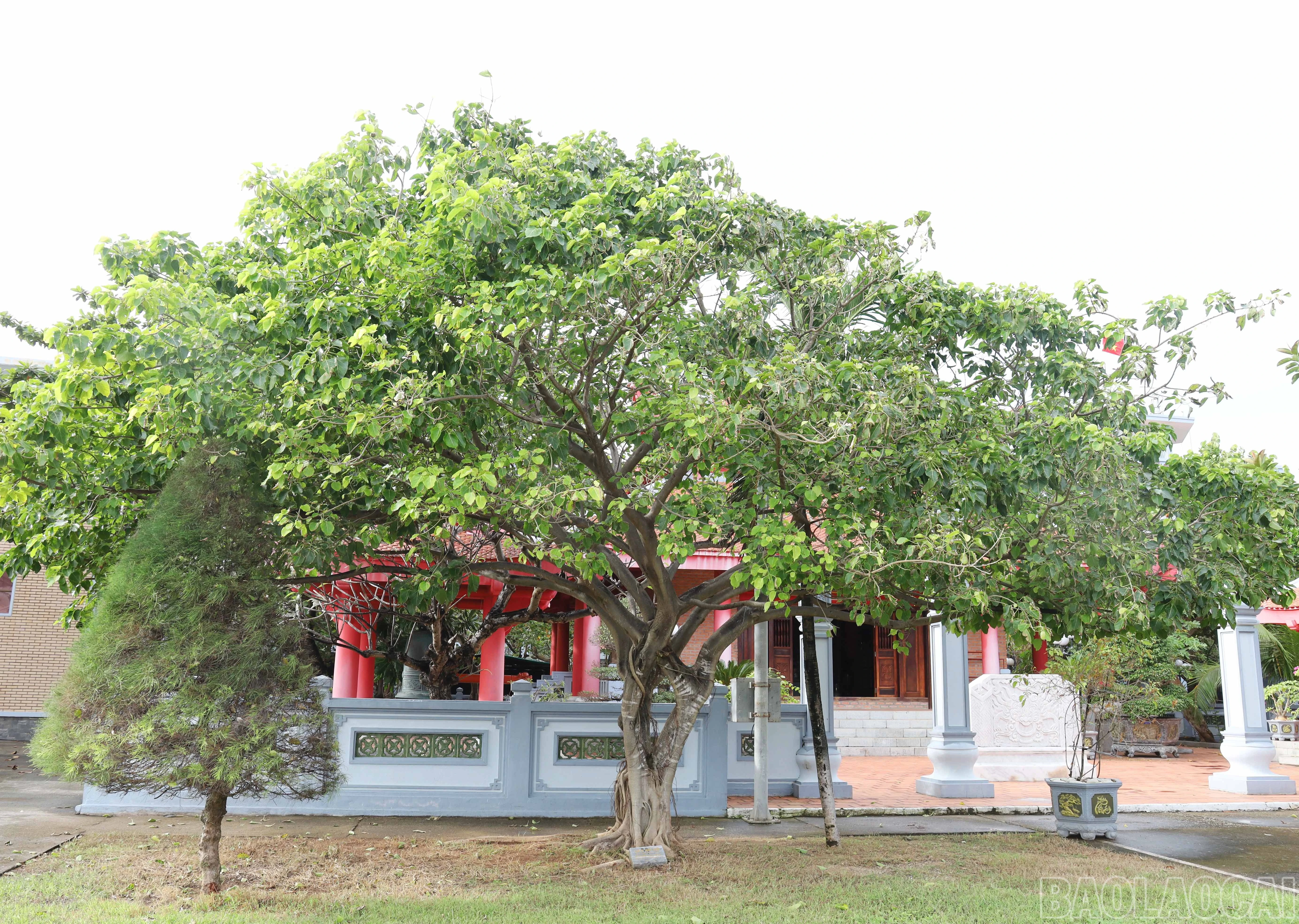 baolaocai-br_8900.jpg