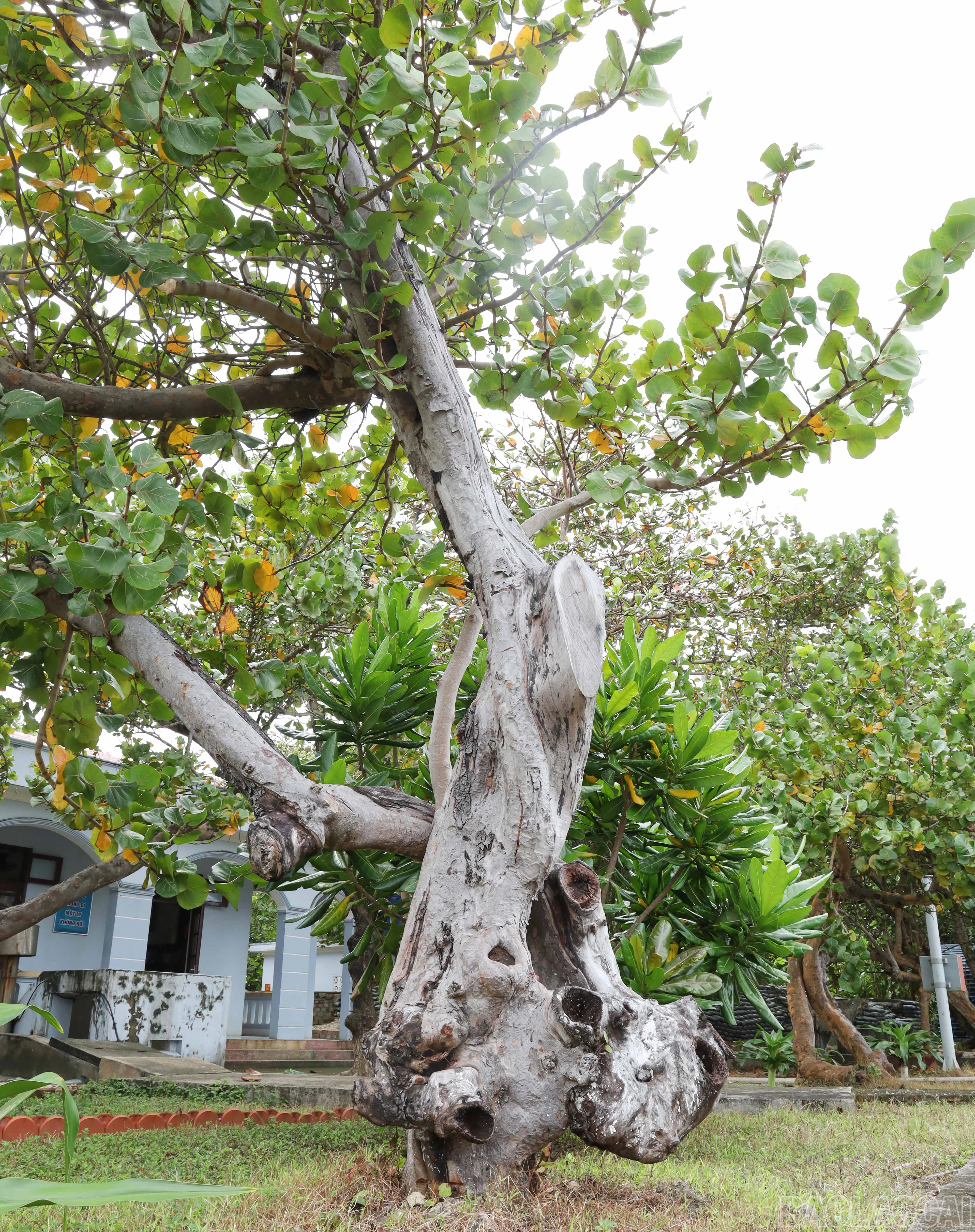 baolaocai-br_8855.jpg
