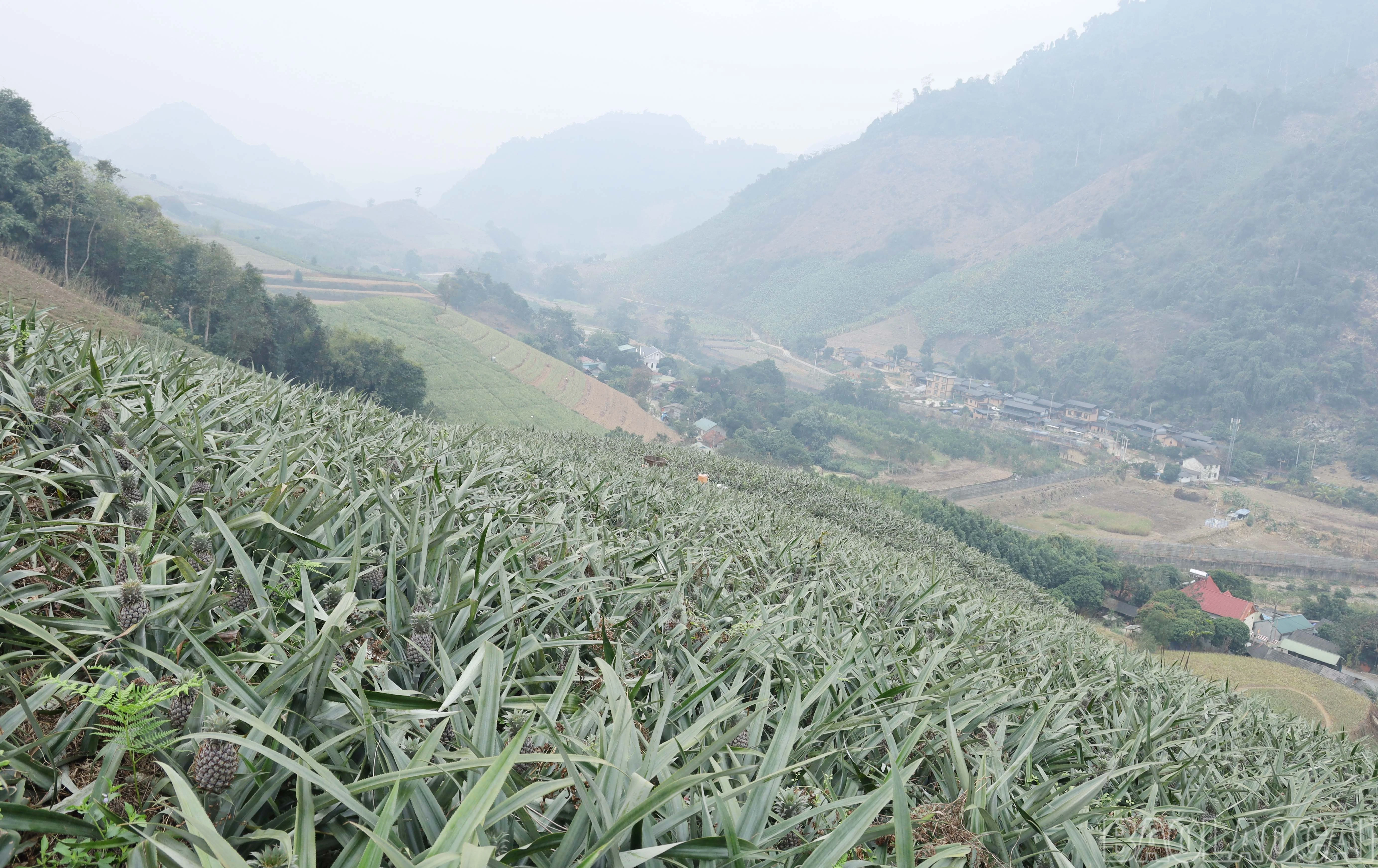 baolaocai-br_img-9617.jpg