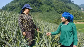 Phát huy vai trò “hạt nhân” của bí thư chi bộ