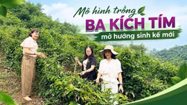 Mô hình trồng ba kích tím mở hướng sinh kế mới