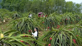 Lễ hội Mường Lò: Đánh thức tiềm năng từ những vườn trái ngọt