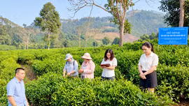 Tạo lực đẩy mới cho khoa học, công nghệ và đổi mới sáng tạo ở Lào Cai