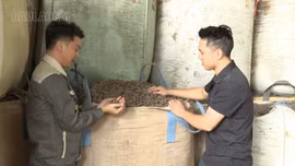 Người biến rác lâm sản thành viên nén gỗ