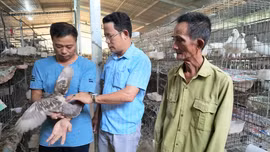 Nuôi chim bồ câu quy mô lớn