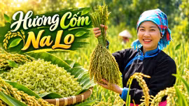 Khám phá Lào Cai: Hương cốm Na Lo (Bắc Hà) 