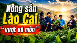 Phóng sự tài liệu: Giải pháp để nông sản Lào Cai "vượt vũ môn" 