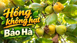 Khám phá Lào Cai: Hồng không hạt Bảo Hà
