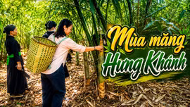 Trải nghiệm một ngày thu hoạch măng ở Hưng Khánh