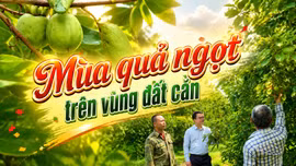 Mùa quả ngọt trên vùng đất cằn
