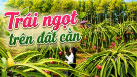 Trái ngọt trên đất cằn