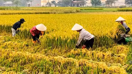 Nông nghiệp Lào Cai duy trì đà tăng trưởng, khẳng định vai trò trụ đỡ nền kinh tế
