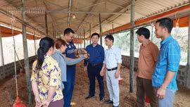 Lào Cai đẩy nhanh giải ngân chính sách hỗ trợ phát triển chăn nuôi hàng hoá