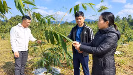 Thượng Bằng La: Nâng cao giá trị nông sản