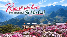 Rực rỡ sắc hoa trên sườn núi Si Ma Cai