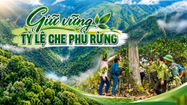 Giữ vững tỷ lệ che phủ rừng