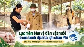 Lục Yên bảo vệ đàn vật nuôi trước bệnh dịch tả lợn châu Phi