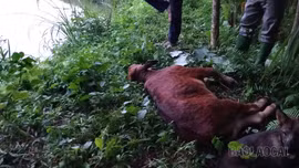 Văn Bàn tăng cường phòng, chống dịch bệnh trên đàn gia súc, gia cầm