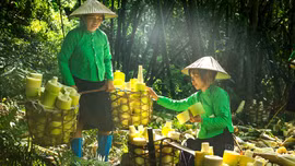Lâm Thượng: Một ngày theo chân phụ nữ Tày thu hoạch măng mai