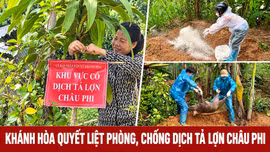 Khánh Hòa quyết liệt phòng, chống dịch tả lợn châu Phi
