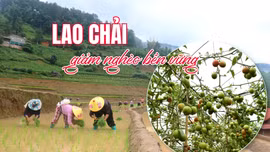 Lao Chải giảm nghèo bền vững
