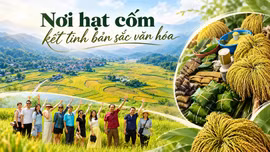 Nơi hạt cốm kết tinh bản sắc văn hóa