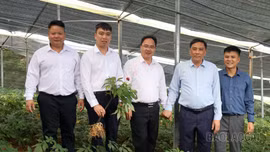 Phó Bí thư Thường trực Tỉnh ủy Hoàng Giang tham dự các hoạt động "Lễ hội mùa vàng", thăm mô hình sâm Ngọc Linh tại Mù Cang Chải