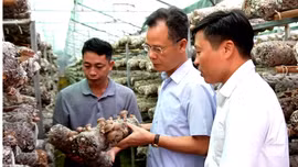 Phó Chủ tịch UBND tỉnh Lào Cai Nguyễn Thành Sinh thăm các mô hình phát triển kinh tế tại Púng Luông