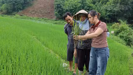 Lào Cai: Chủ động phòng trừ sâu bệnh, bảo vệ hơn 45.220 ha lúa vụ mùa