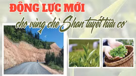 Động lực mới cho vùng chè Shan tuyết hữu cơ