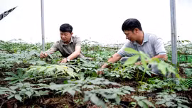 Púng Luông tạo nền tảng phát triển vùng dược liệu chiến lược