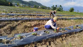 Sản xuất vụ đông ở Lào Cai: Gắn thời vụ với thị trường
