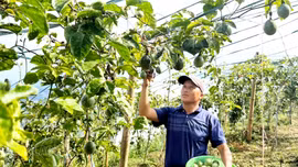 Hiệu quả các chương trình mục tiêu quốc gia tại Bắc Hà